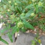 Pavonia hastata List