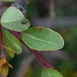 Flueggea tinctoria Leaf