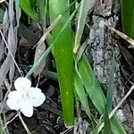 Dietes iridioides Blatt