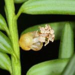 Taxus brevifolia Flor