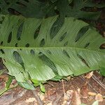 Monstera oreophila Leaf