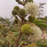 Leucaena leucocephalaപുഷ്പം