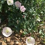 Calystegia macrostegia Tervik taim