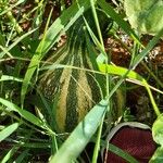 Cucurbita argyrosperma Ffrwyth