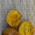 Pouteria campechiana Fruit