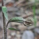 Epipactis microphylla 花