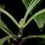 Psychotria marginata Escorça