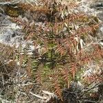 Hemionitis quadripinnata Συνήθη χαρακτηριστικά