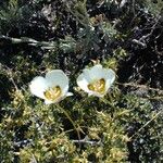 Calochortus leichtlinii Virág