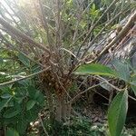 Ficus hispida Fruit