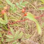 Rosa arkansana Fruit