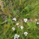 Carum verticillatum Flower