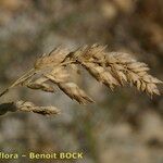 Poa badensis Плід