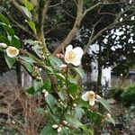 Camellia lutchuensis Квітка