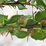 Acacia paradoxa Frunză