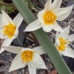 Tulipa turkestanica Flor