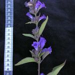 Strobilanthes tomentosa Outro