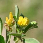 Medicago minima Цвят