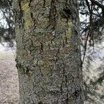 Abies concolor Rusca