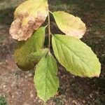 Ehretia amoena Fruto
