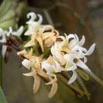 Cyrtorchis ringens Flower