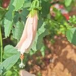 Malvaviscus penduliflorus Flower