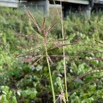 Bothriochloa bladhii Çiçek