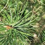 Pinus bungeana Foglia