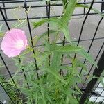 Calystegia hederacea फूल