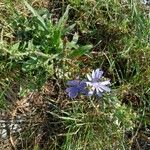 Cichorium intybusFlower