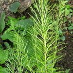 Amsonia hubrichtii Blatt