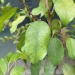 Ficus retusaLeaf