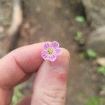 Claytonia caroliniana ফুল