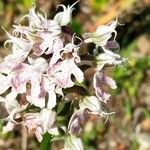 Neotinea conica Flower