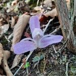 Pleione praecox Blomma