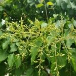 Alnus cordata Flors
