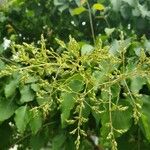 Alnus cordata Flor