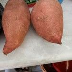 Ipomoea batatas Fruto