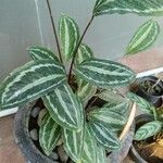 Goeppertia picturata 葉