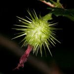 Ribes roezlii Flower