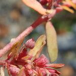 Euphorbia maculata Corteccia