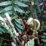 Polystichum aculeatum Blad