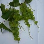 Dioscorea hirtiflora Цвят