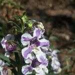 Angelonia biflora Квітка