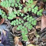 Adiantum venustum Blatt