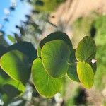 Eucalyptus pulverulenta Folha