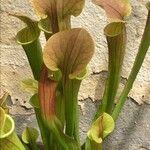 Sarracenia rubra Levél