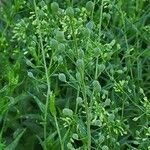 Camelina sativa عادت داشتن