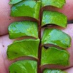 Lindsaea stricta Fruit