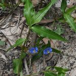 Commelina ensifolia 整株植物